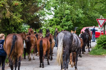 Bild 198 - Reitschule Jan�en Jubil�um